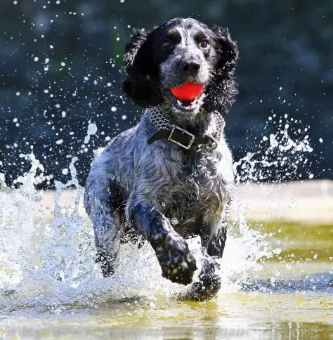 Dogs at Play