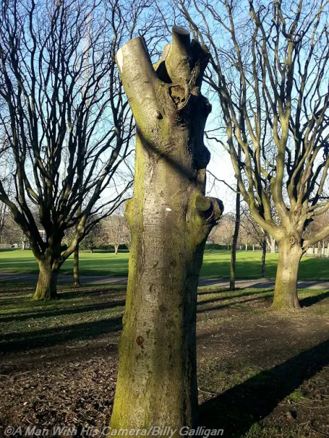 Day 49 Broken Tree