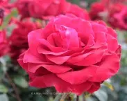 Fauna and Flora (1)