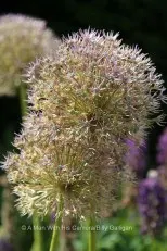 Fauna and Flora (11)