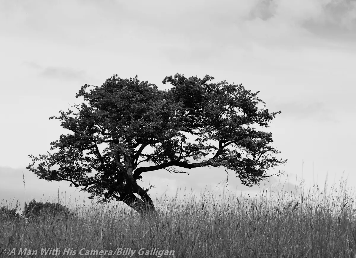 Fauna and Flora (12)