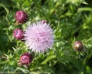 Fauna and Flora (13)