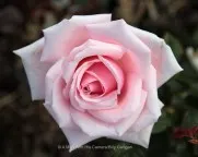 Fauna and Flora (2)