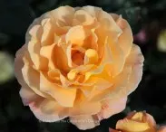 Fauna and Flora (4)
