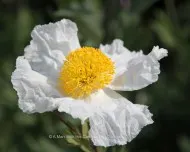 Fauna and Flora (5)