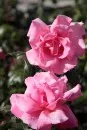 Fauna and Flora (6)