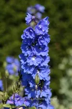 Fauna and Flora (7)