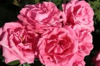 Fauna and Flora (8)