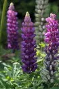 Fauna and Flora (9)