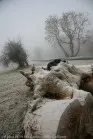 Irish Landscapes (9)