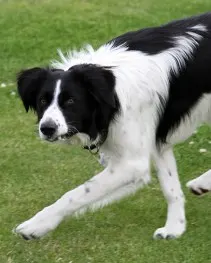 Lassie in Park (8)