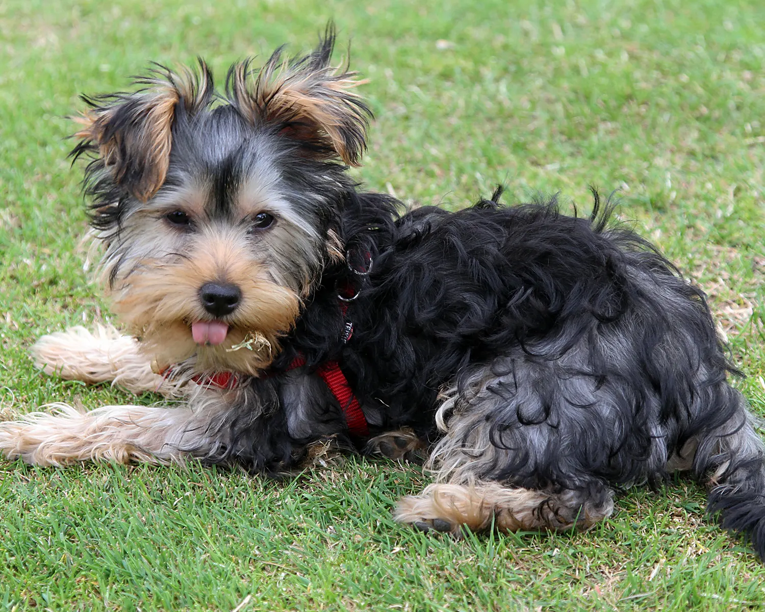 Pippa in Park (2)