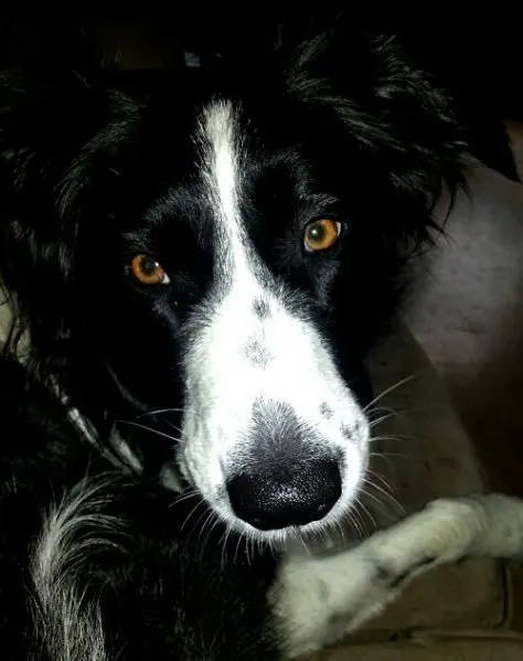 Day 218 Lassie .jpg image