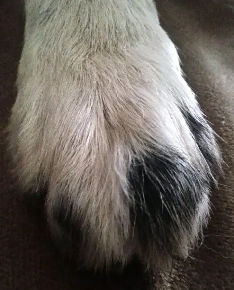 Day 271 Dogs Paw.jpg image