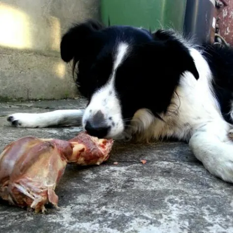 Day 307 Lassie with Bone.jpg image