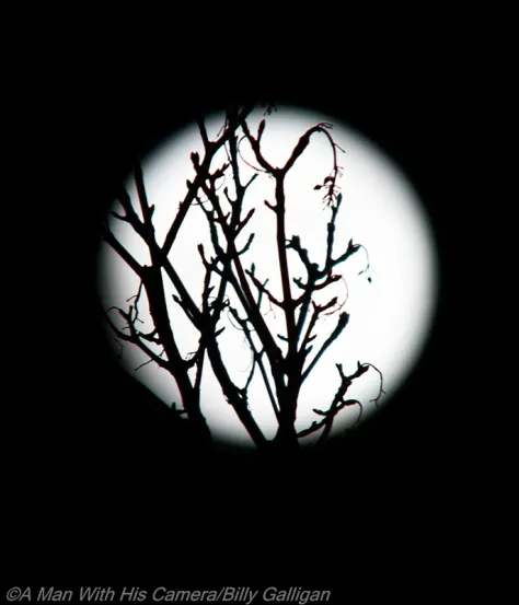 Moon and Tree Jan 2014 Small